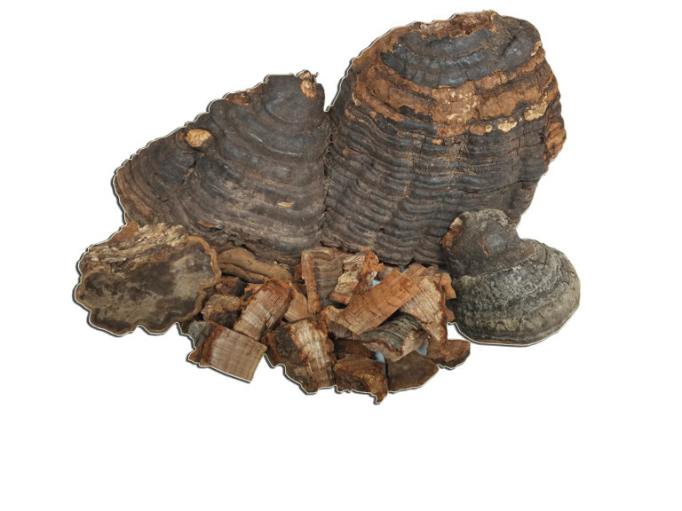 木蹄孔菌野生木蹄野生真菌天然真菌木蹄一斤500克80元