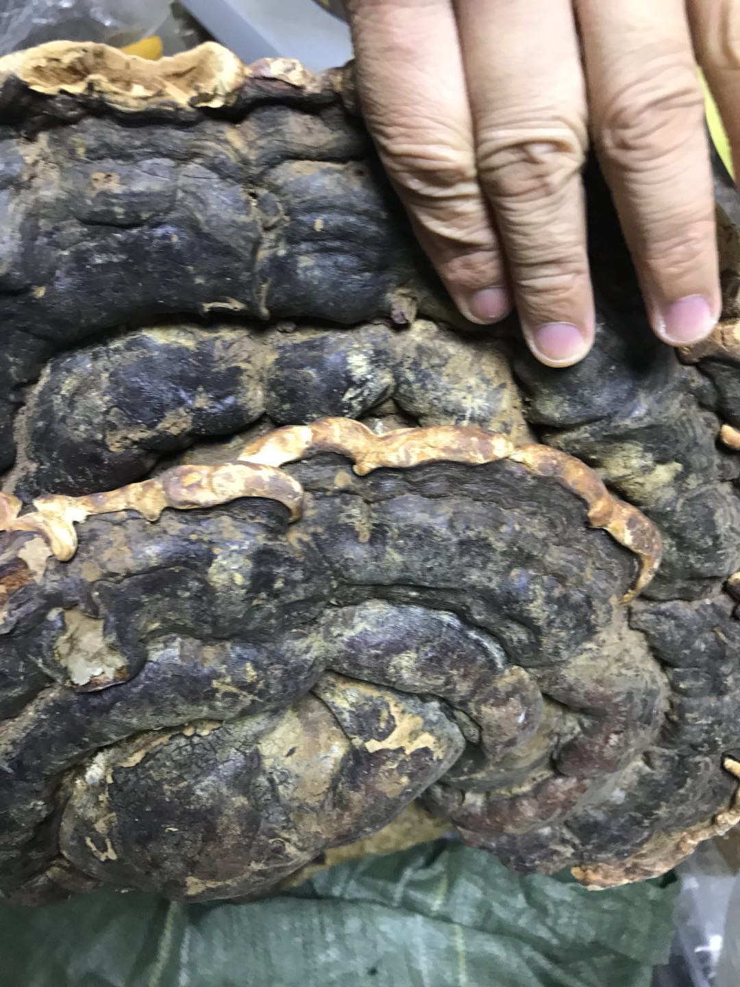 大树舌,很大个大无柄灵芝,新品推出三斤多