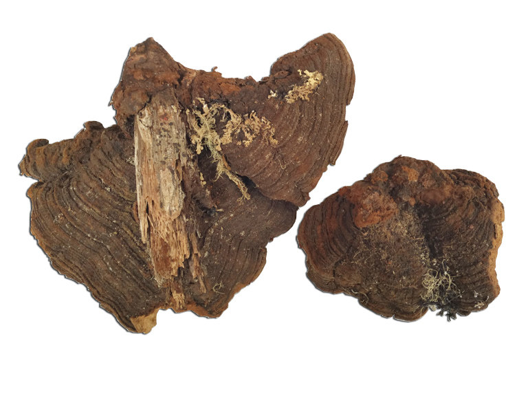 野生东北松针层孔灵芝整枝精挑老店实体500g整枝灵芝