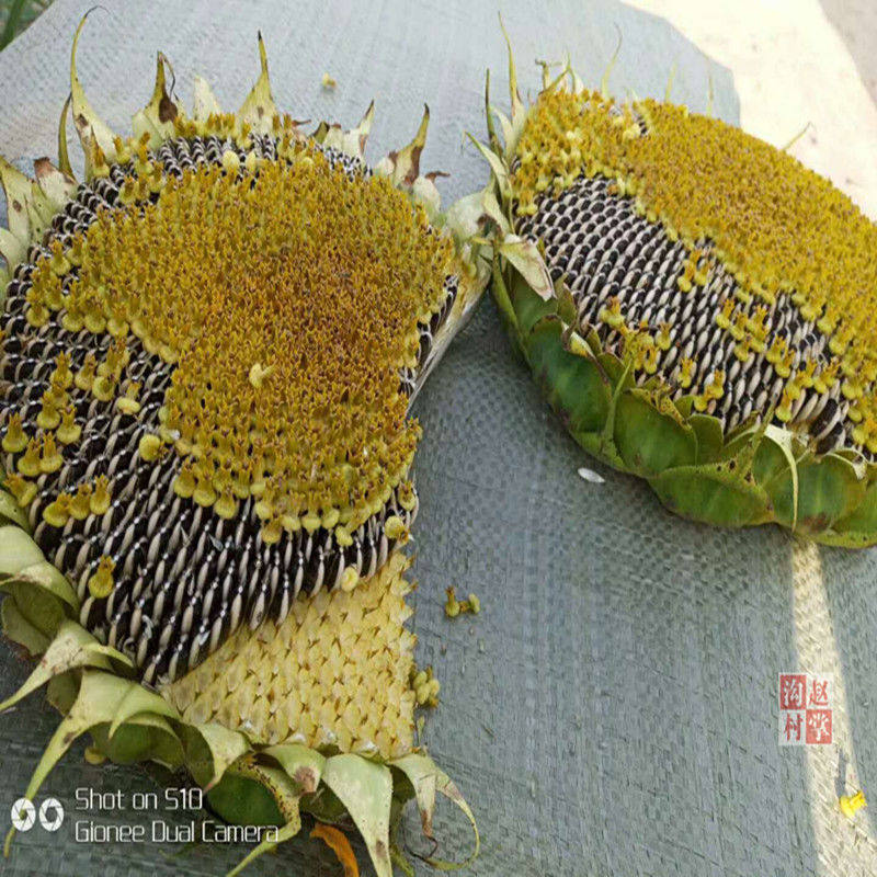 向日向日葵葵花盐碱地花饼花托整个中药材盘粉500g其他药食同源食品