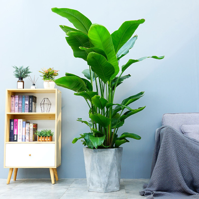 天堂鸟盆栽植物室内大型鹤望兰客厅办公室净化空气绿植大型绿植