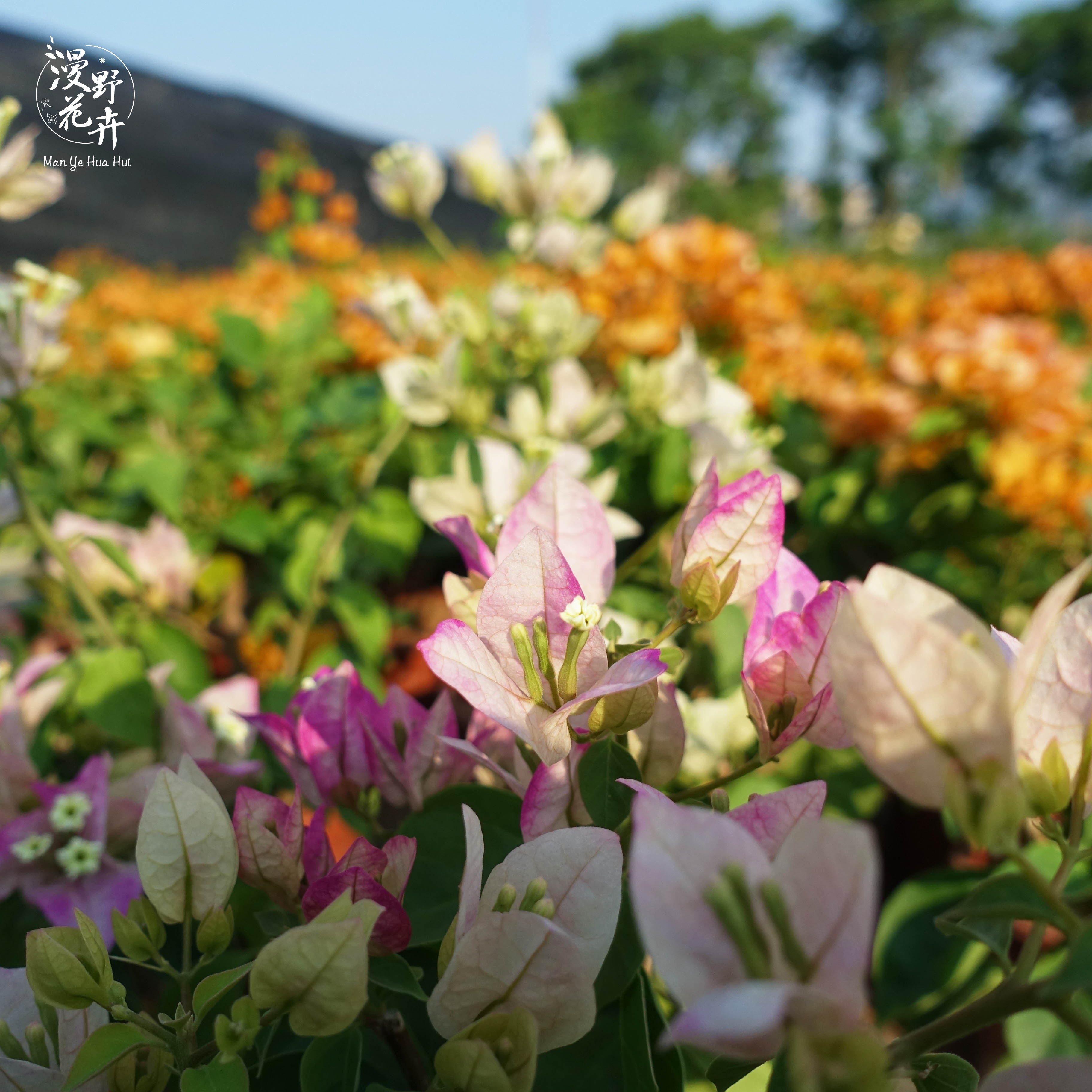 三角梅小画报扦插粉白复色品质带花发货阳台花卉