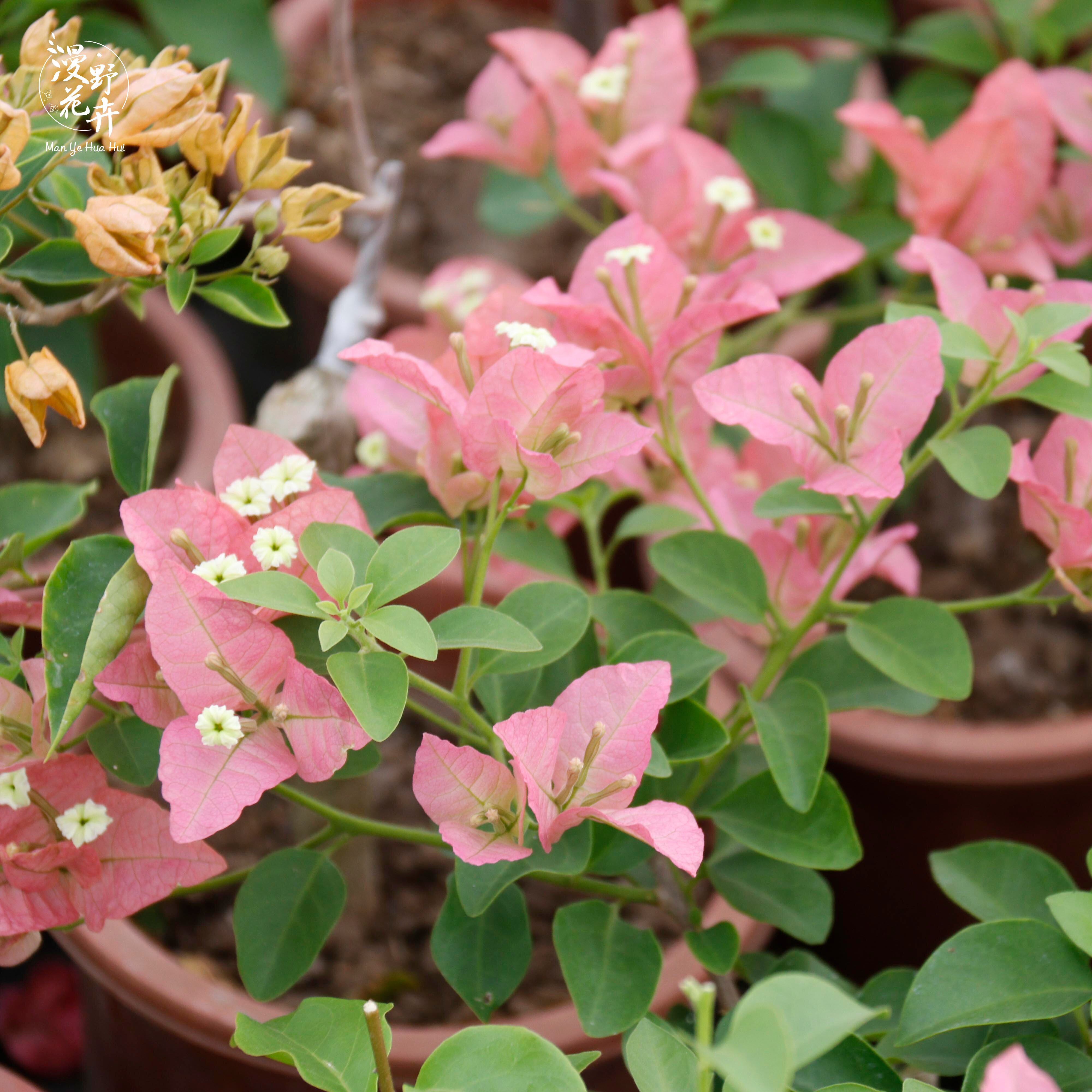 漫野花卉|三角梅 卡亚塔 阳台庭院攀援楼顶四季勤花品种 带花发货