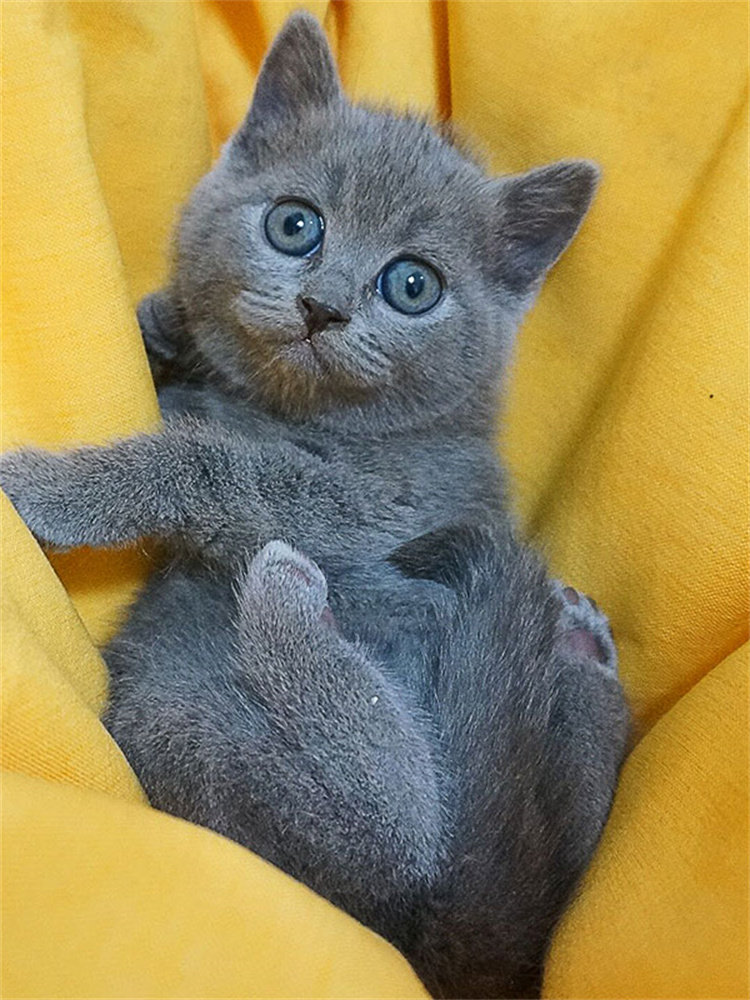 短猫猫咪蓝猫幼猫大包包子脸英英国活体宠物猫咪