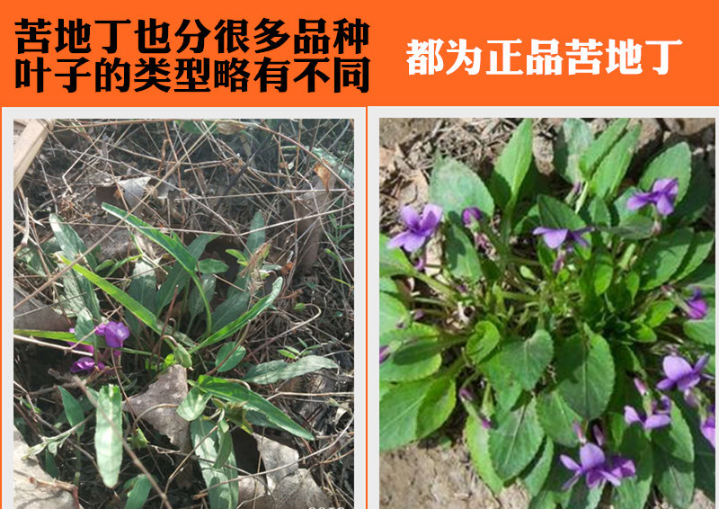 沂蒙山野生地丁250克 紫花地丁 苦地丁 犁头草另有甜地丁黄花地丁