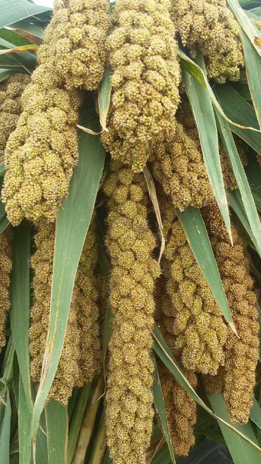 白小米雾凇家子三家曾通韩拉玛岛公5斤吉林东北小米