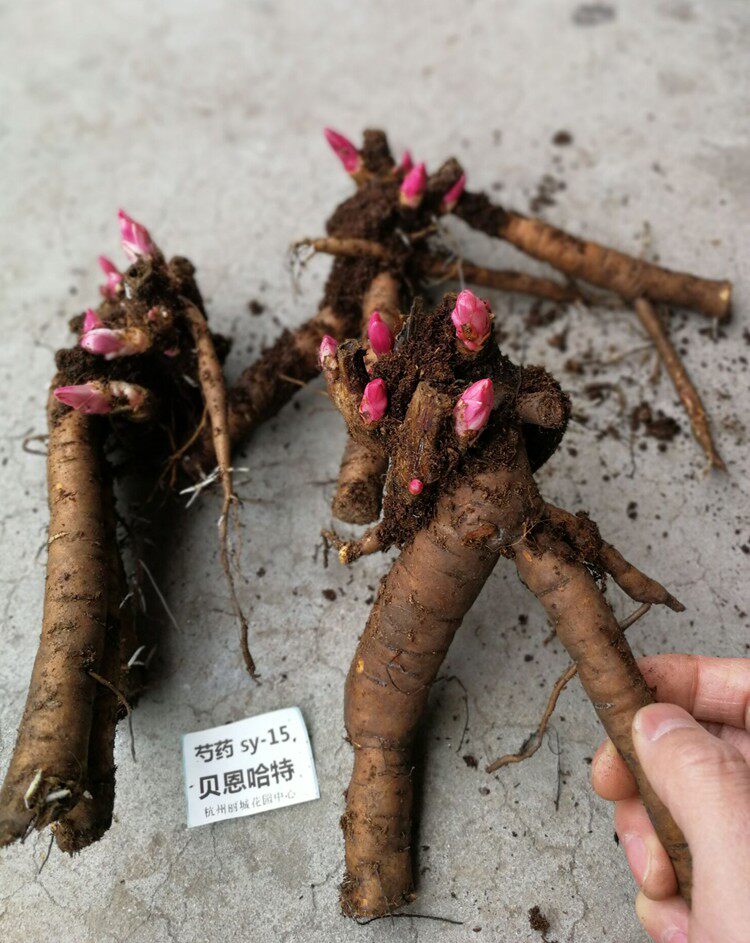 荷兰进口芍药块根花苗/多年生花卉/容易种g150