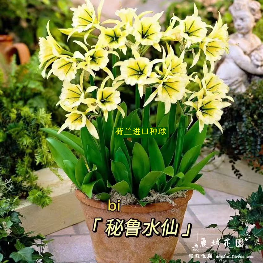 现货秘鲁水仙琉之女王荷兰进口种球多年生开花有香味g70