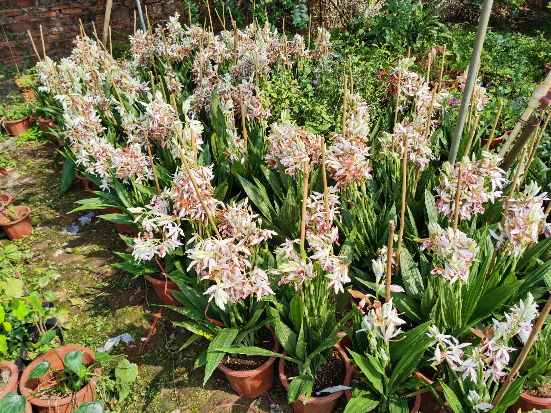 兰花室内盆栽鹤顶千鹤花朵繁盛花姿姿优雅成苗时令草本花卉