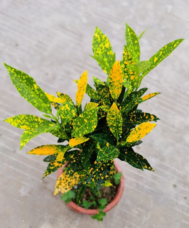 植物盆栽花卉美丽观叶植物金榕金点变叶点辰室内外绿植