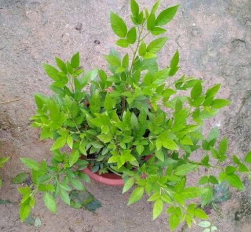 阳台潮汕多分米高20厘年生两年抹草庭院观植物绿植