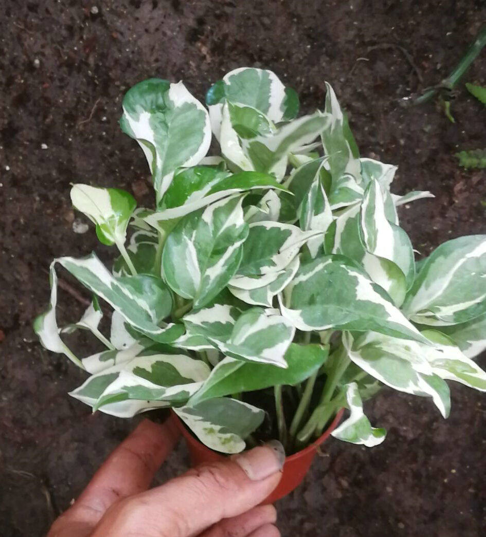 观叶植物新品种,银边绿萝,雪花葛,可吊盆藤蔓及水养