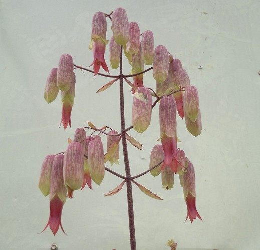 肉类大叶落地生根红色钟状花花美易养植多肉植物