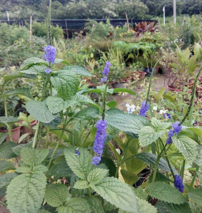马鞭开花不断木本蓝花铁马花期小苗8厘米高时令草本花卉