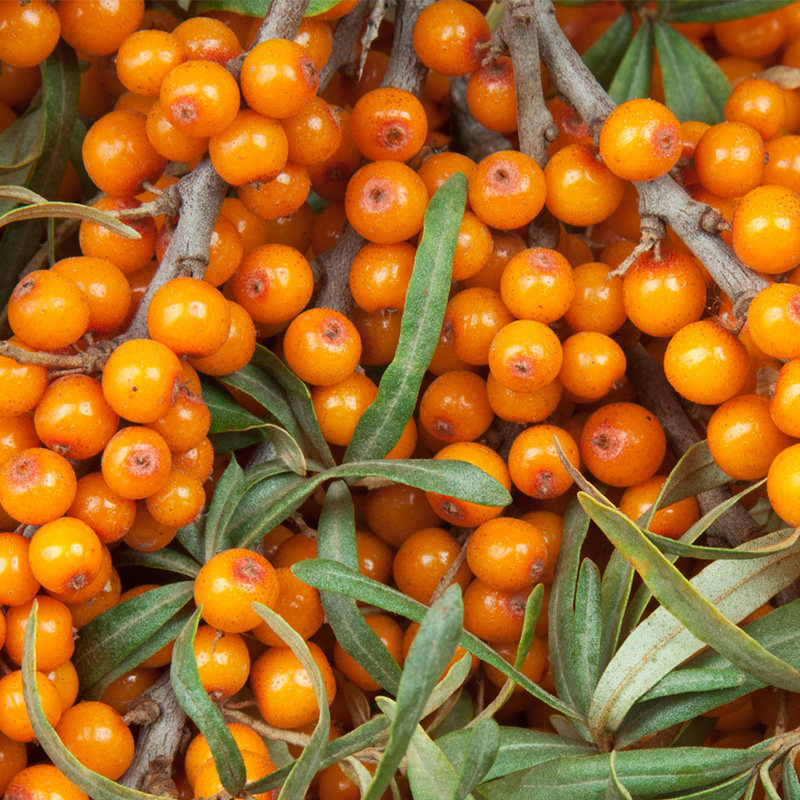 沙棘新疆慧华原汁青河果味饮料果汁248ml20瓶纯果蔬汁