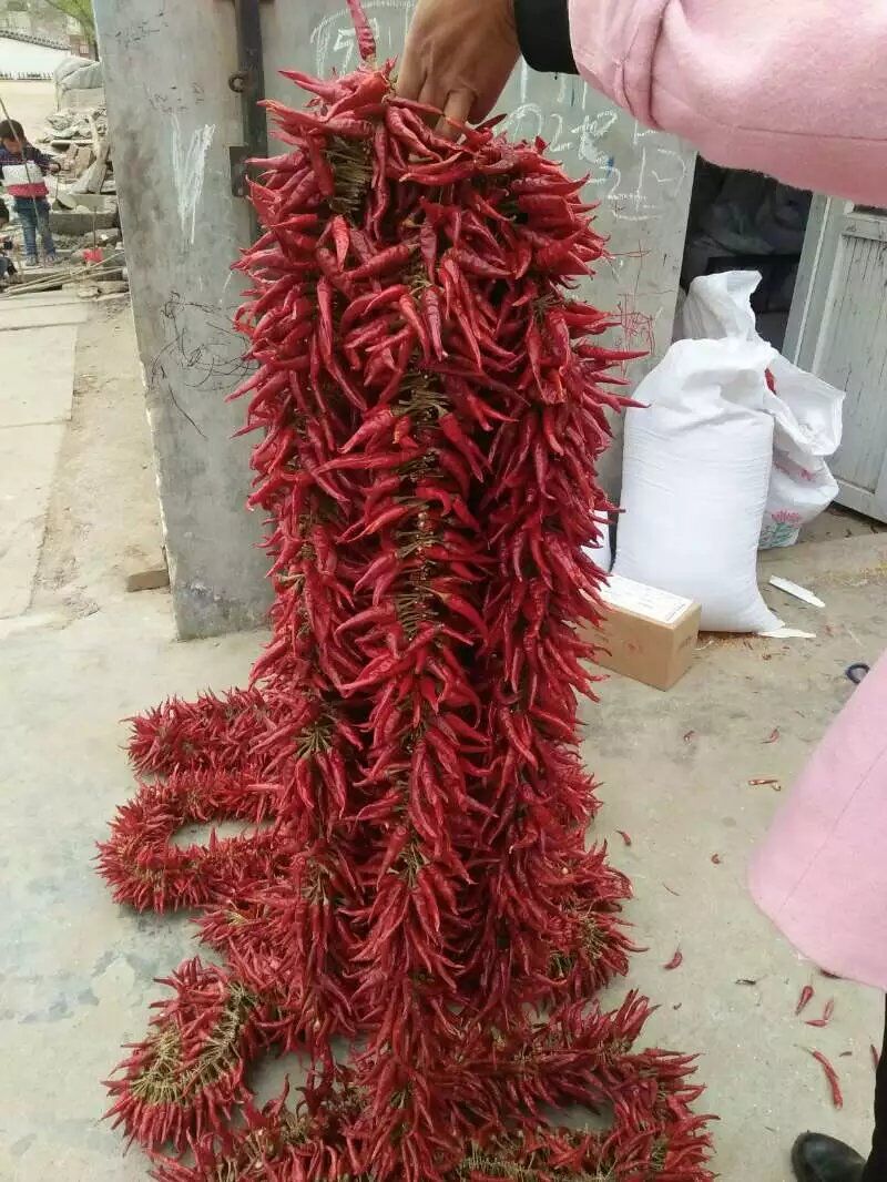 辣椒红辣椒串小串真挂饰饭店装饰用电影道具辣椒粉料