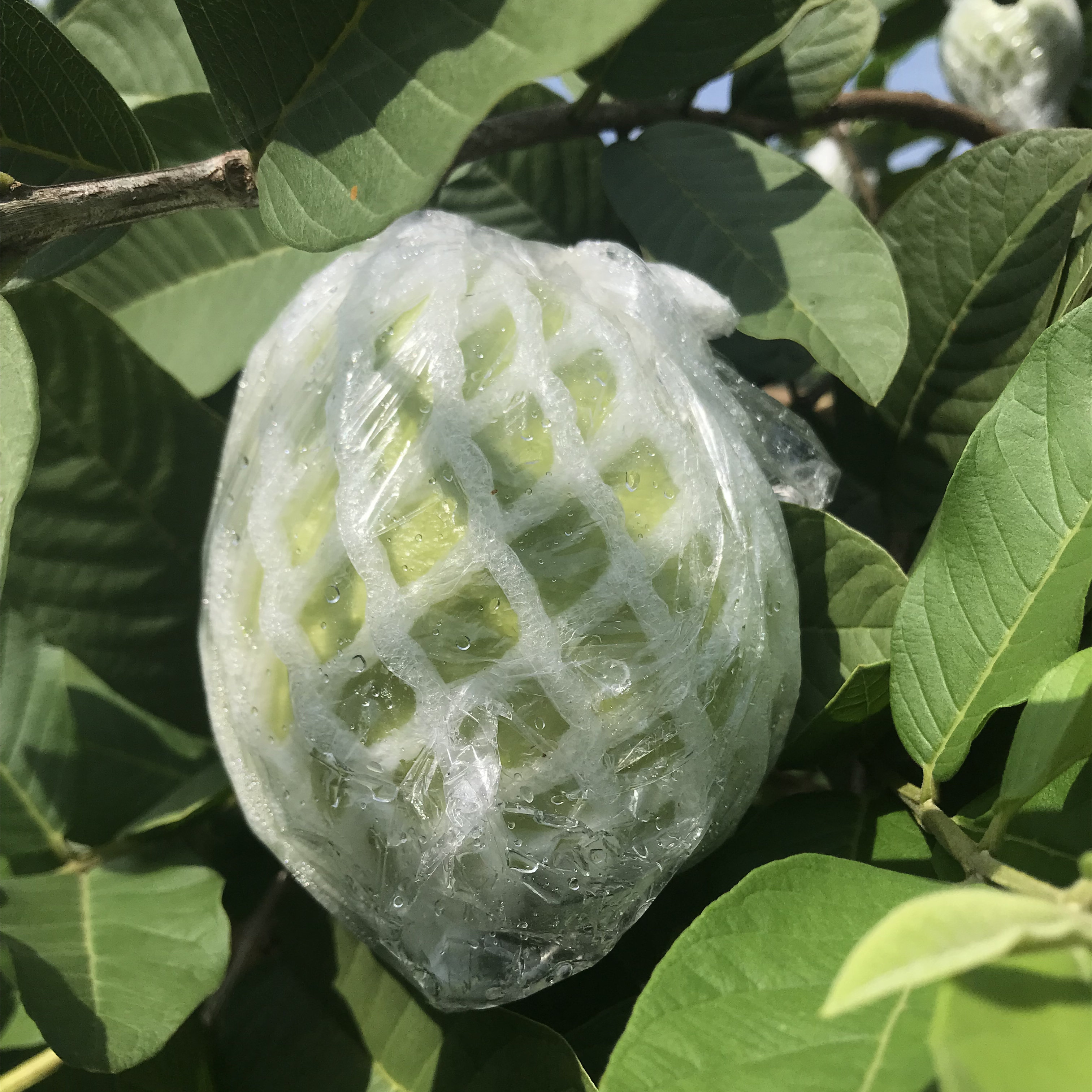 正品珍珠番石榴南方化州新安特产新鲜水果甜脆芭乐