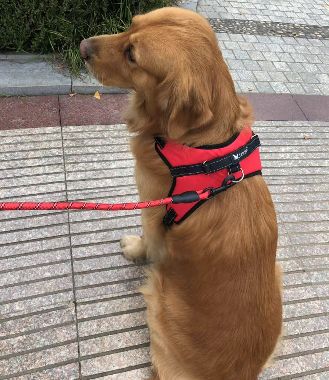 狗链子狗绳中型大型犬狗狗牵引绳金毛拉布拉多遛狗绳项圈狗狗用品