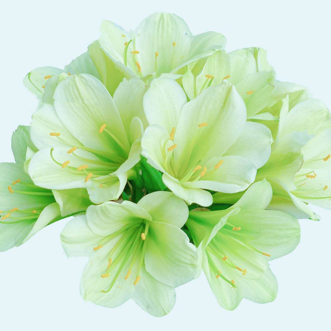 国宝级精品品绿花君君子兰查尔斯细长叶纯绿裤小苗绿植