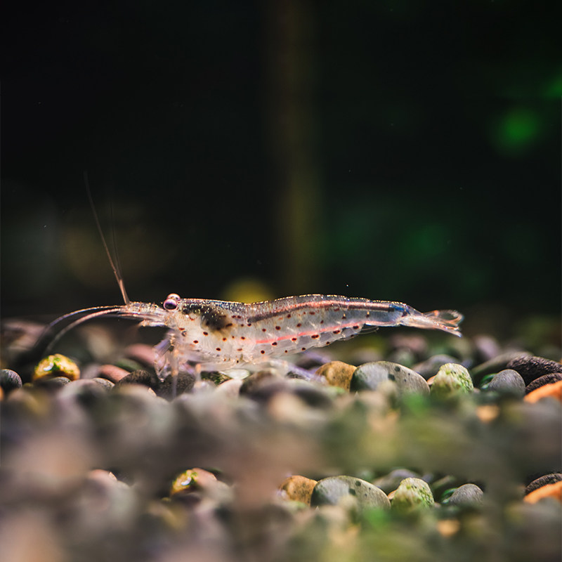 藻虾顺丰快递包邮活体大号大和大河观赏虾丝虾