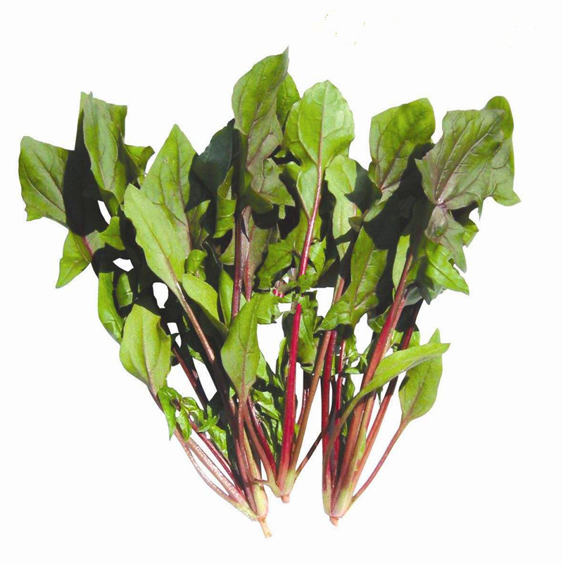 救心草 丹麦红莲草种子 红梗菠菜种子 蔬菜种子 保健蔬 四季 - 痕风的