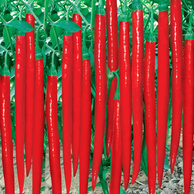 种子香辣青红两用条线长条椒杭辣椒高产抗病家庭园艺种子
