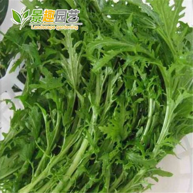 种子庭院阳台瓜果蔬菜花叶雪里蕻雪里红雪菜家庭园艺种子