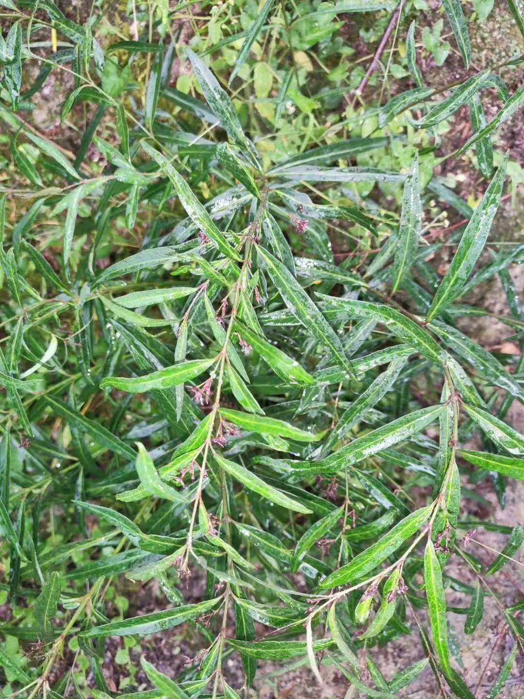 柳叶白前观赏药用盆栽花卉药材种苗种子野生药材种子