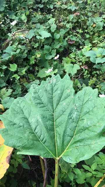 尼泊尔大黄甘肃大黄土大黄药用鸡爪掌叶唐古特波叶药材种子种苗