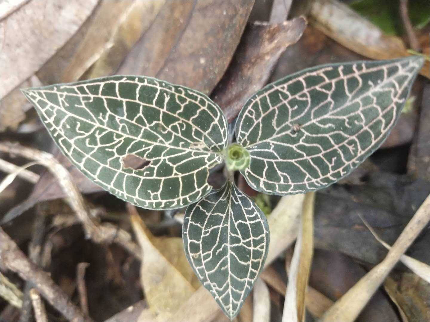 金线风主治图片