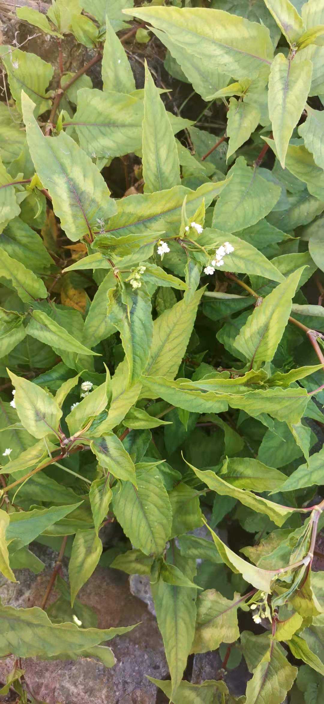 蓼科植物赤经散血三七野生中草药材种苗种子草本植物野庭院观赏