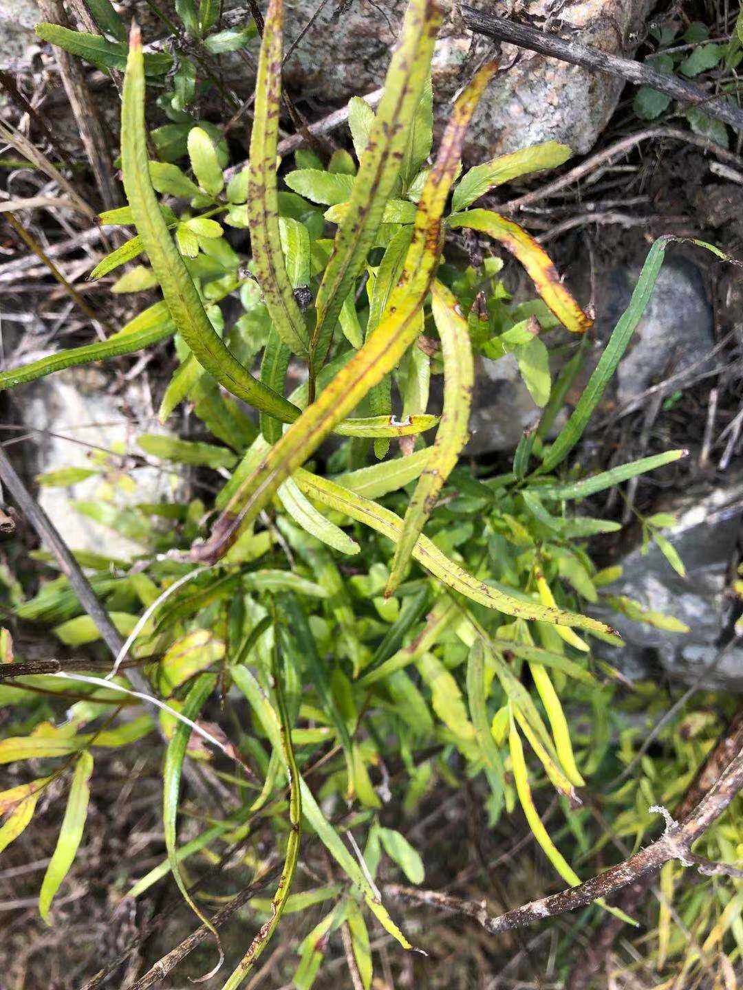 野生药材种苗剑叶凤尾蕨新鲜全草