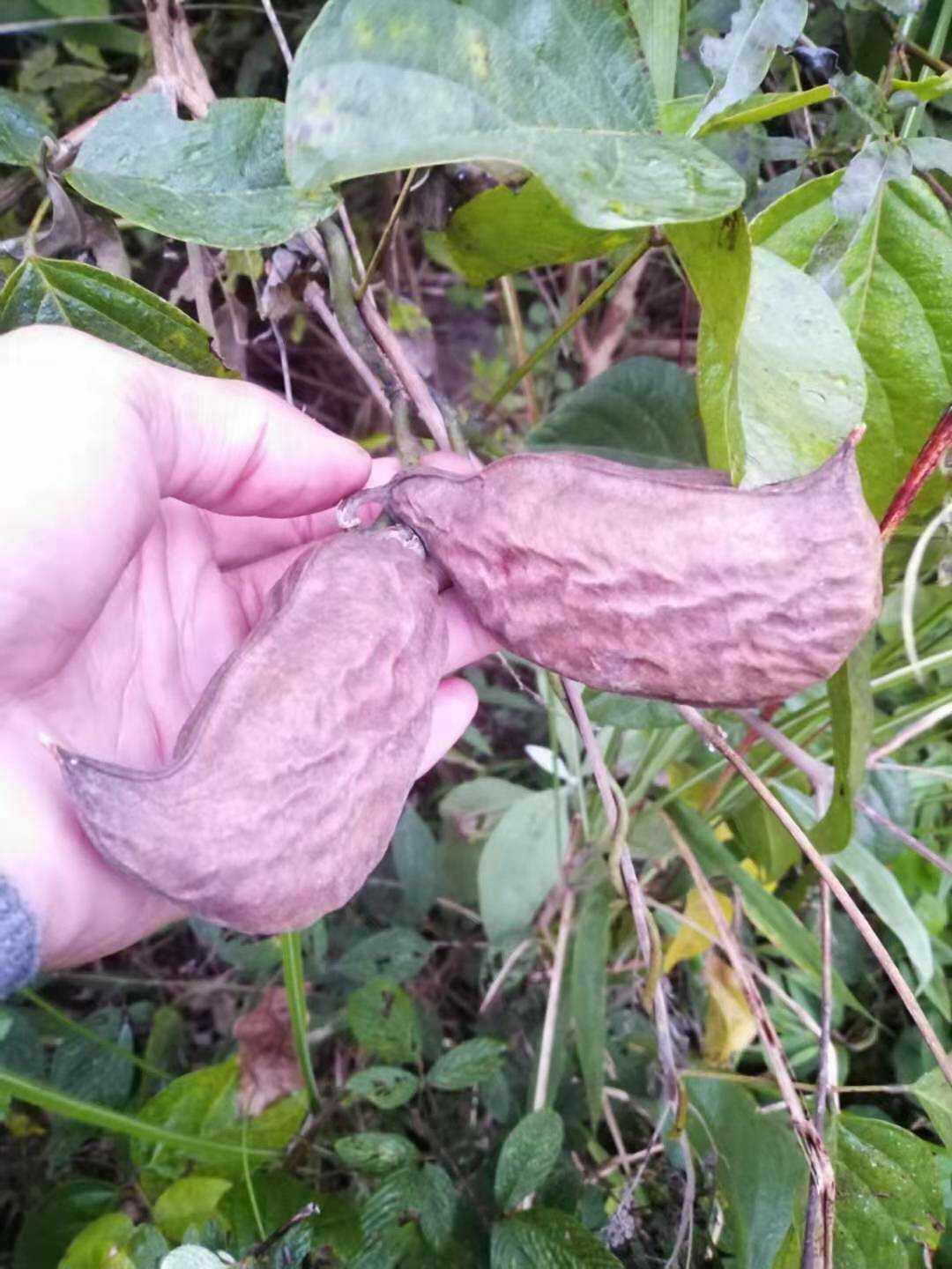 豆科植物海刀豆药材种苗种子新鲜园林绿化观赏药用药材种子