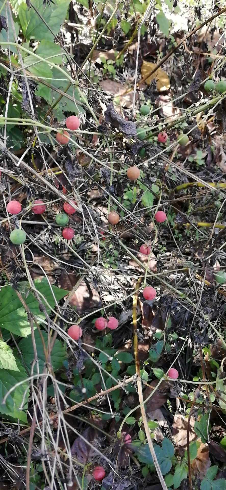 红果果红球球葫芦科纽子瓜钮子瓜观赏药用野生中草药材种苗种子