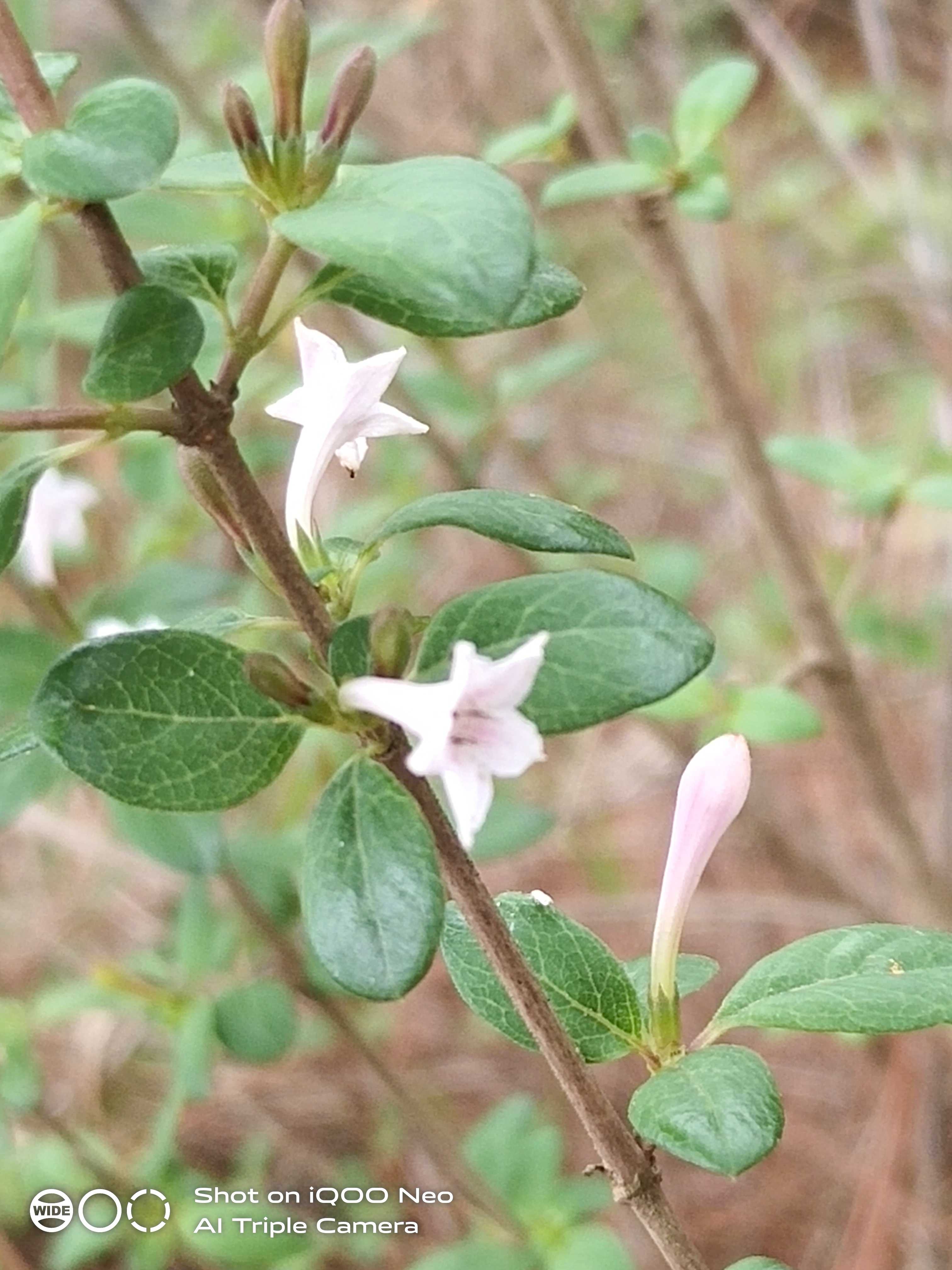 丁香草科观赏药用盆栽花卉药材种苗种子小灌木药材种子