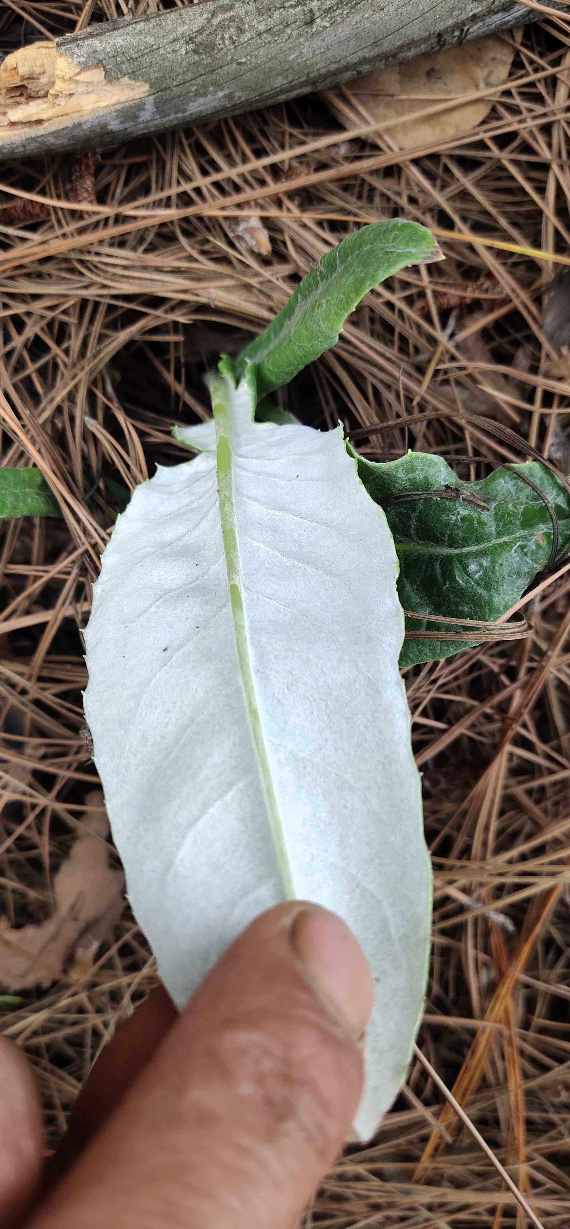 菊科钩苞大丁草观赏药用盆栽花卉中草药材种子种苗制衣材料火绒草