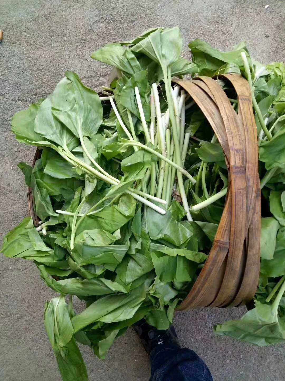 高级野菜种苗药材种子天蒜天韭鹿角葱高山