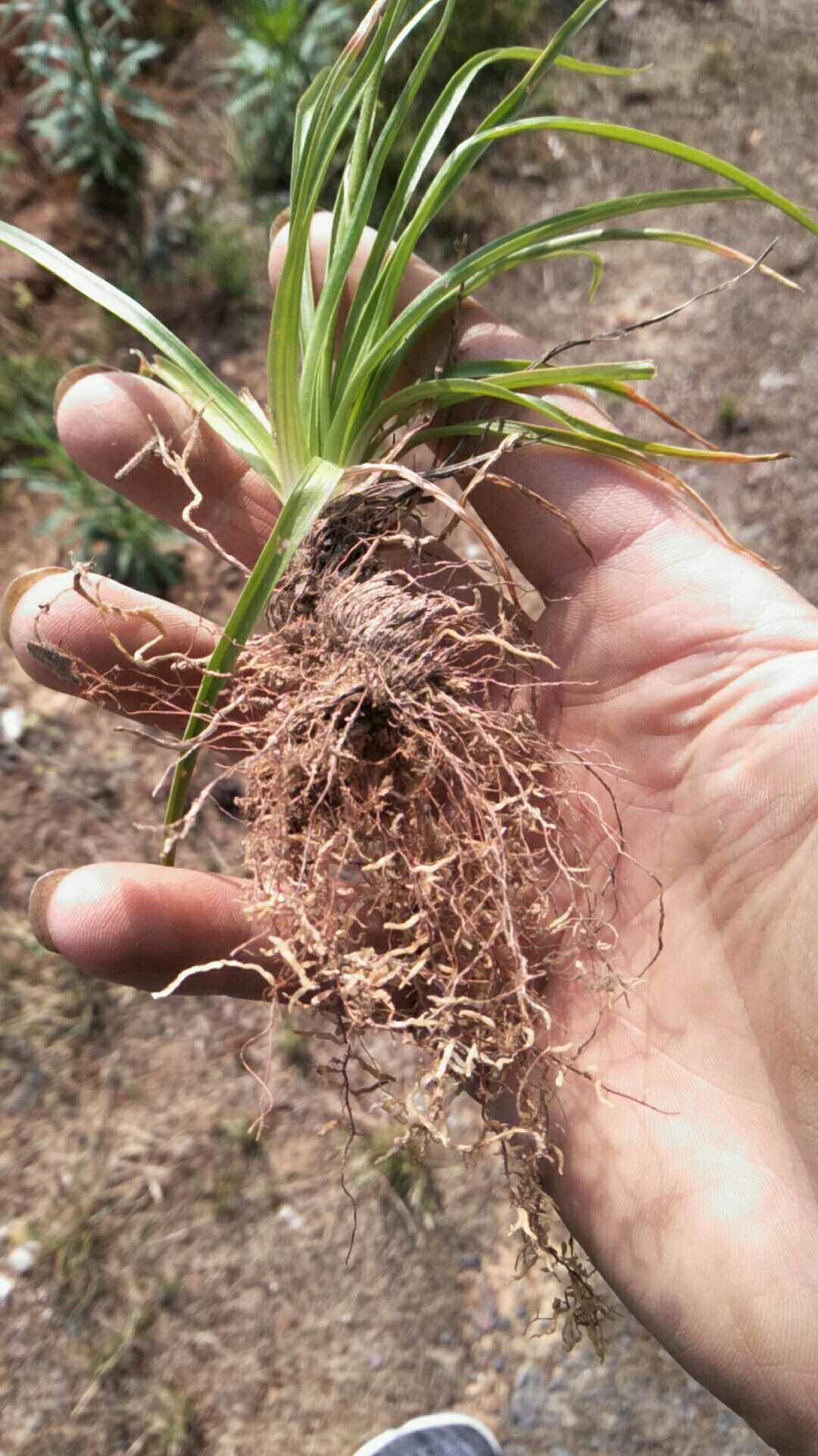 粉条儿菜肺经草金线吊白米观赏药用盆栽花卉食材药材种苗种子苗木