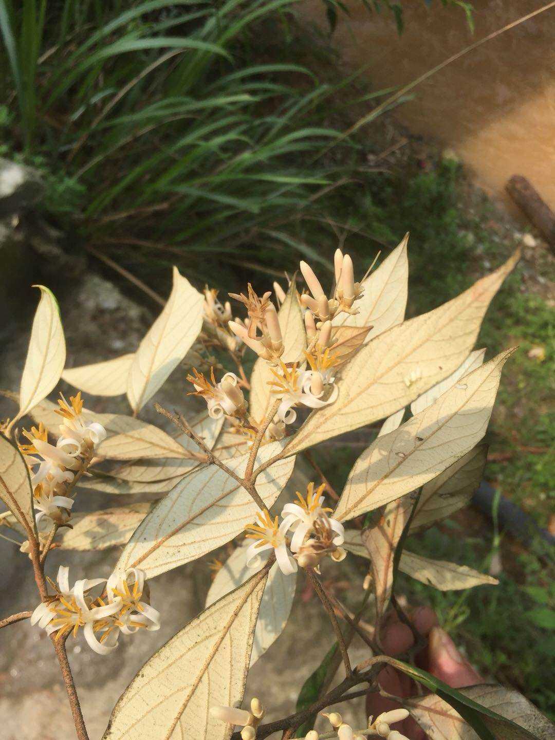 栓叶安息香科植物观赏药用乔木药材种苗种子绿化苗木园林植物园