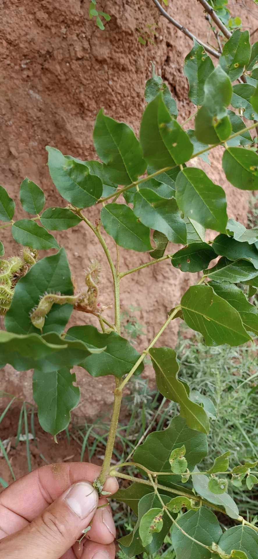 洋甘草野生中草药材种苗种子观赏药用盆栽花卉食材枝条根部全新鲜