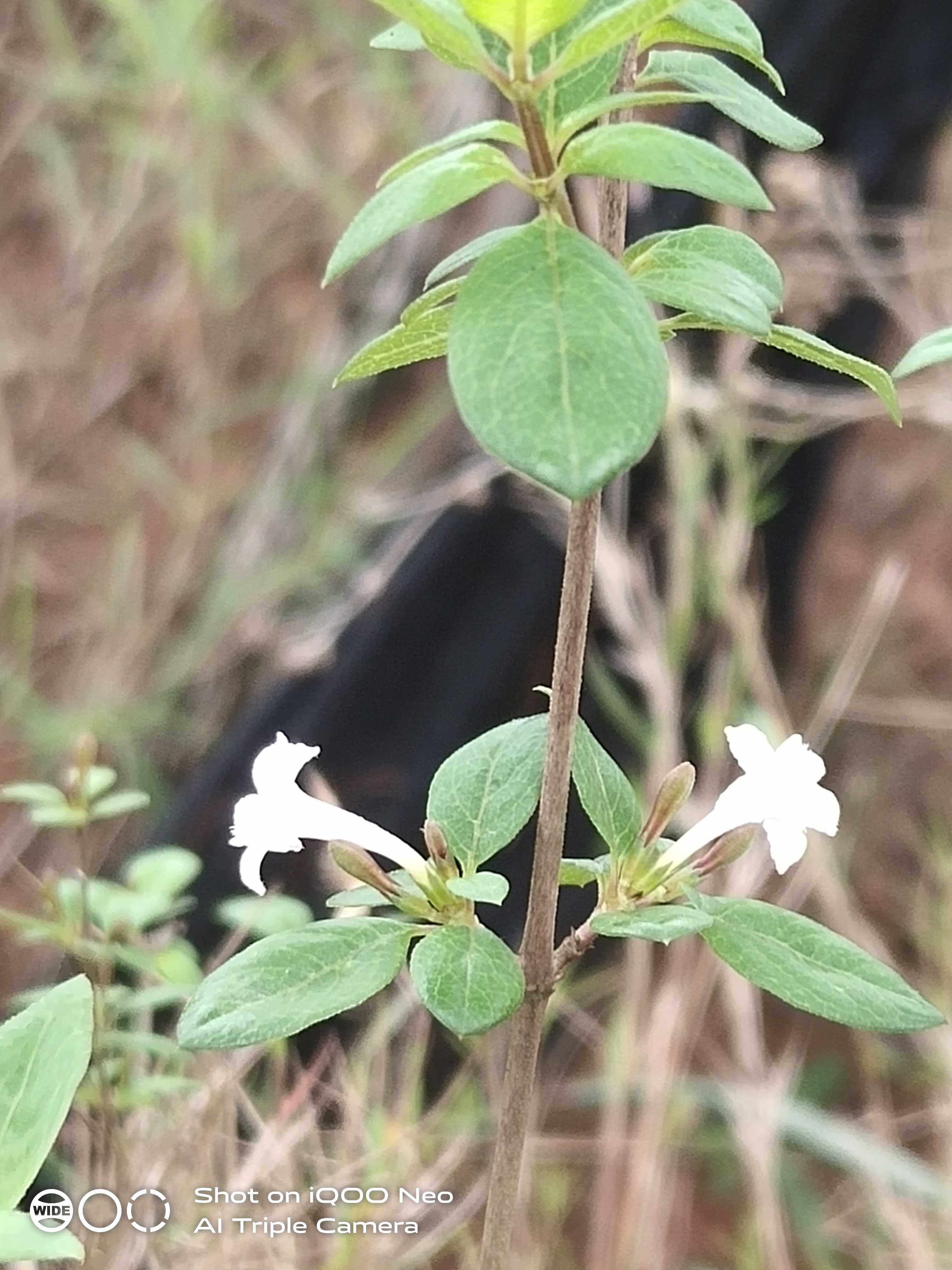 丁香草科观赏药用盆栽花卉药材种苗种子小灌木药材种子