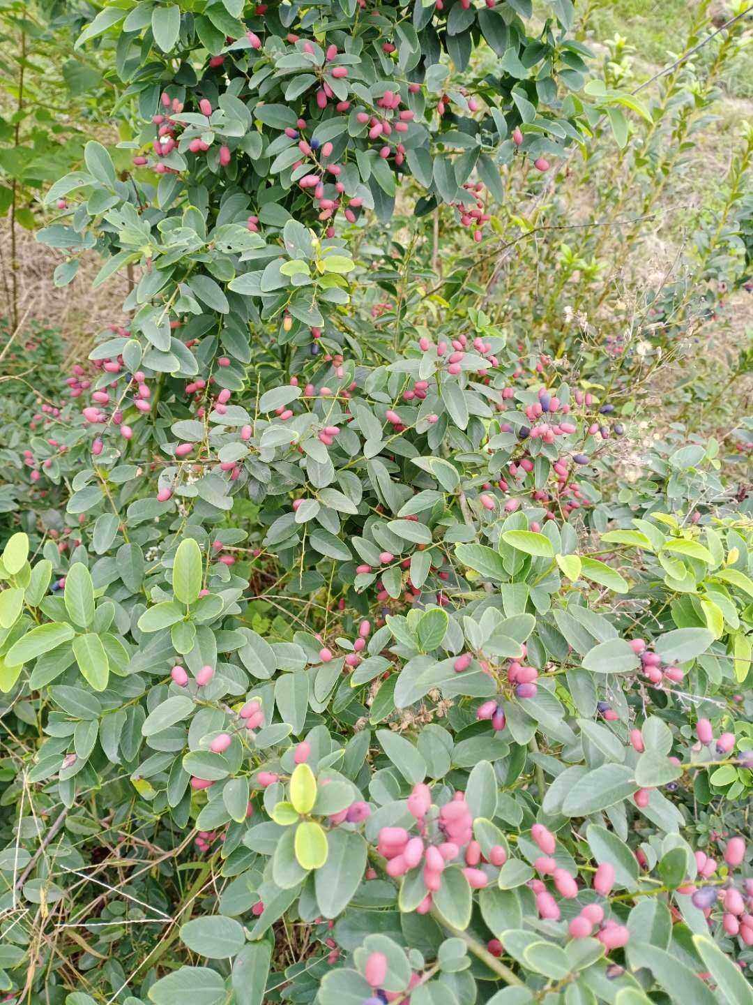 多花勾儿茶小勾儿茶野生中草药材种苗种子园林绿化苗木庭院栽培
