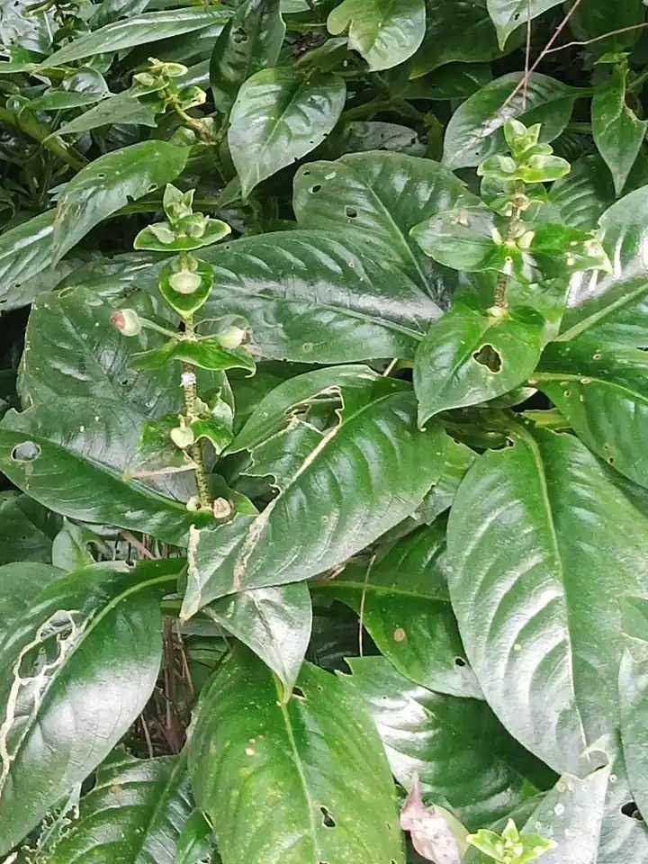 半蒴苣苔降龙草观赏药用园林绿化植物盆栽庭院家居中草药材种苗