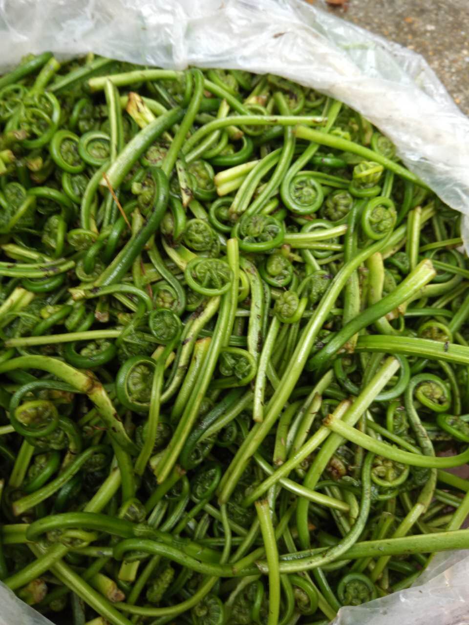 江西水蕨菜拳头菜蕨菜河边新鲜现摘野菜龙爪菜一份一斤3斤包邮