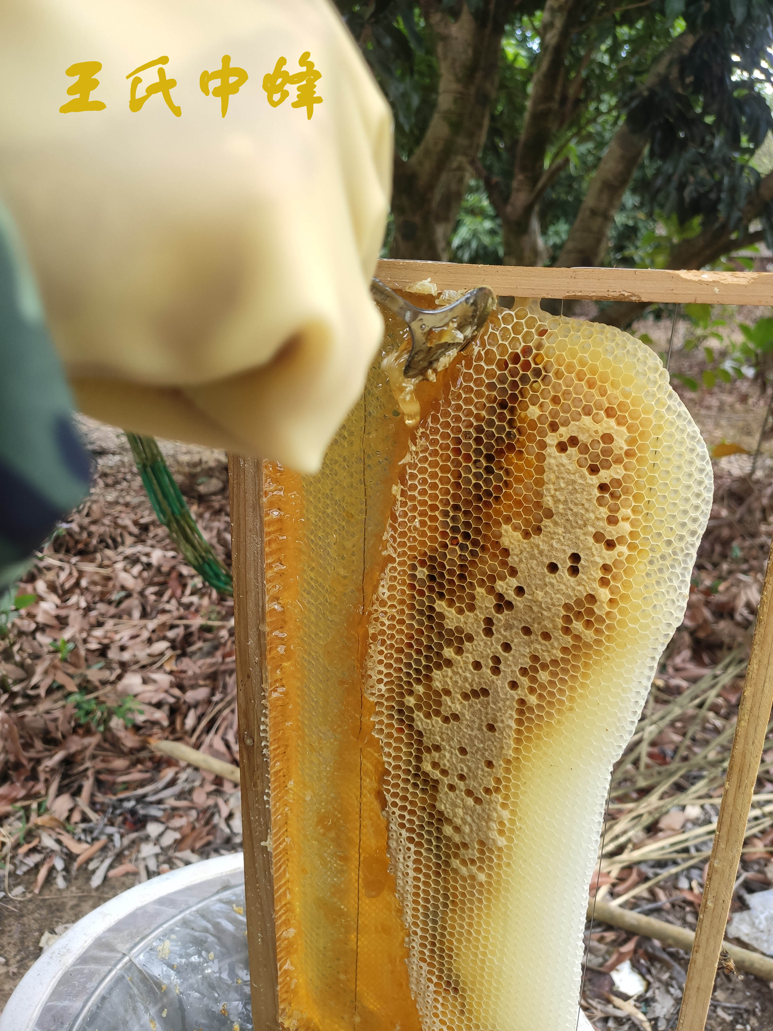 王氏中蜂纯正土蜂蜜天然野生自然成熟1斤装冬蜜鸭脚木蜜百花蜜