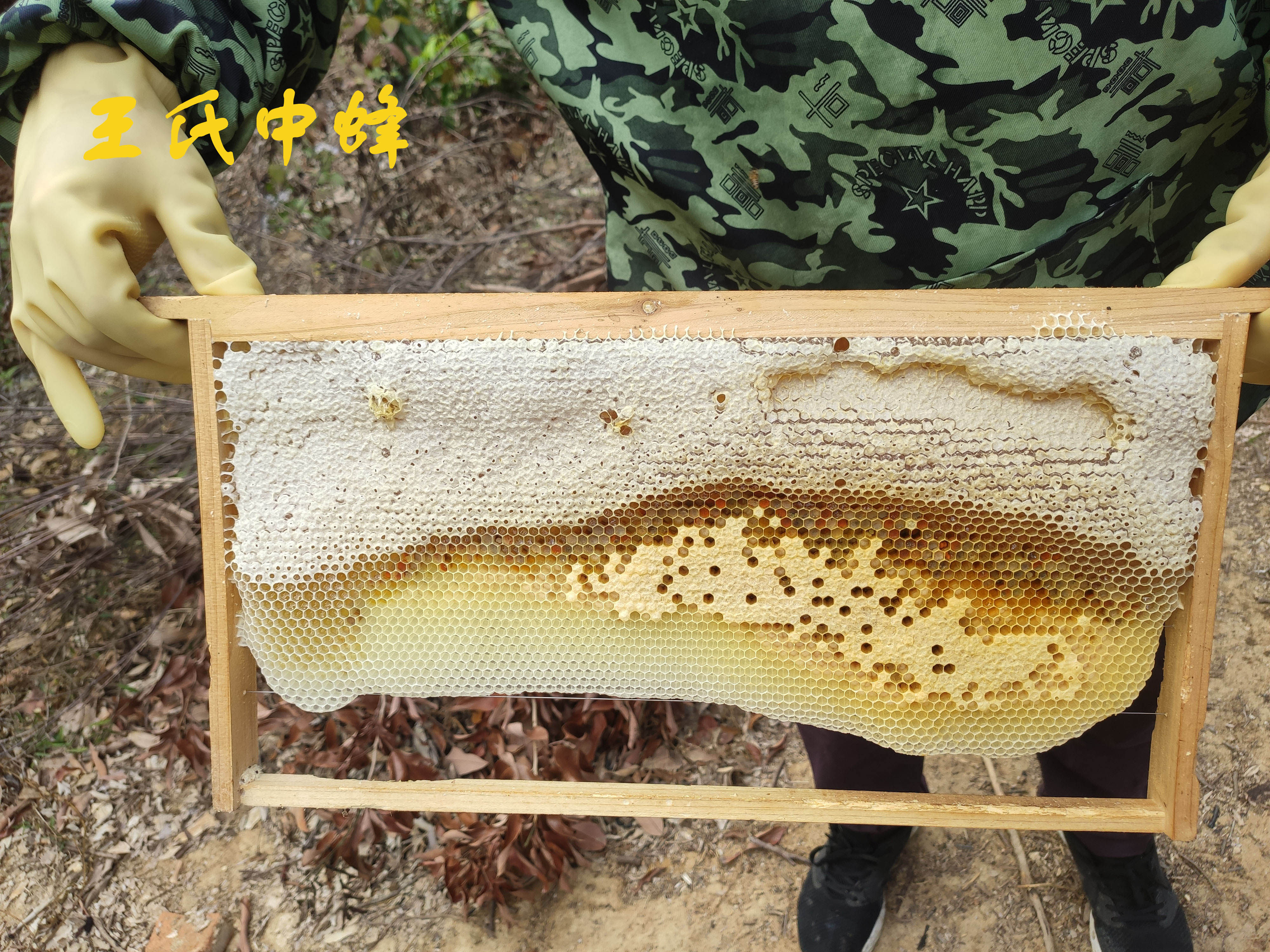 王氏中蜂纯正土蜂蜜天然野生自然成熟1斤装冬蜜鸭脚木蜜百花蜜