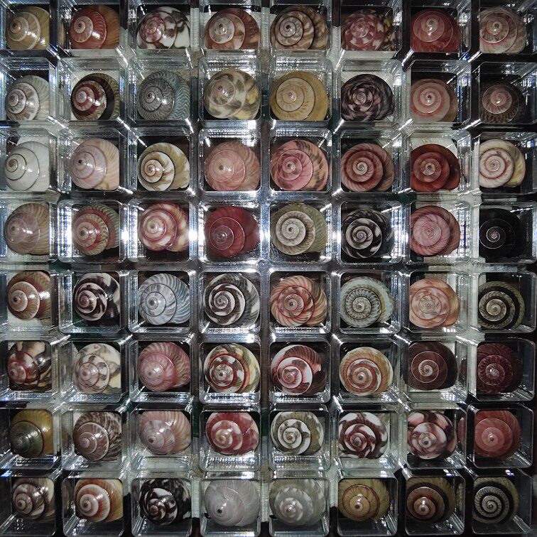 昌螺彩虹托氏海螺贝壳标本收藏海螺