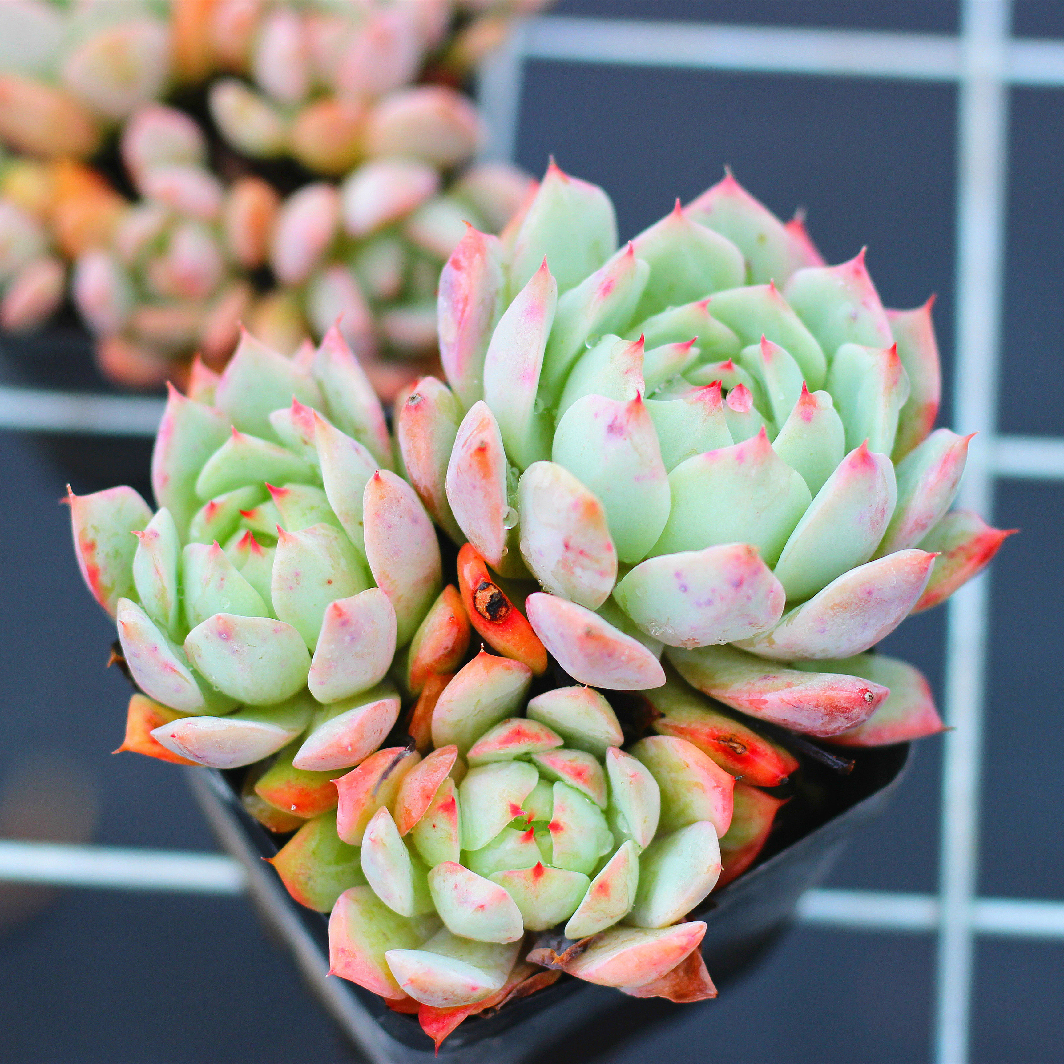 刘家花坊tp蒂比多肉植物绿植花卉多肉植物