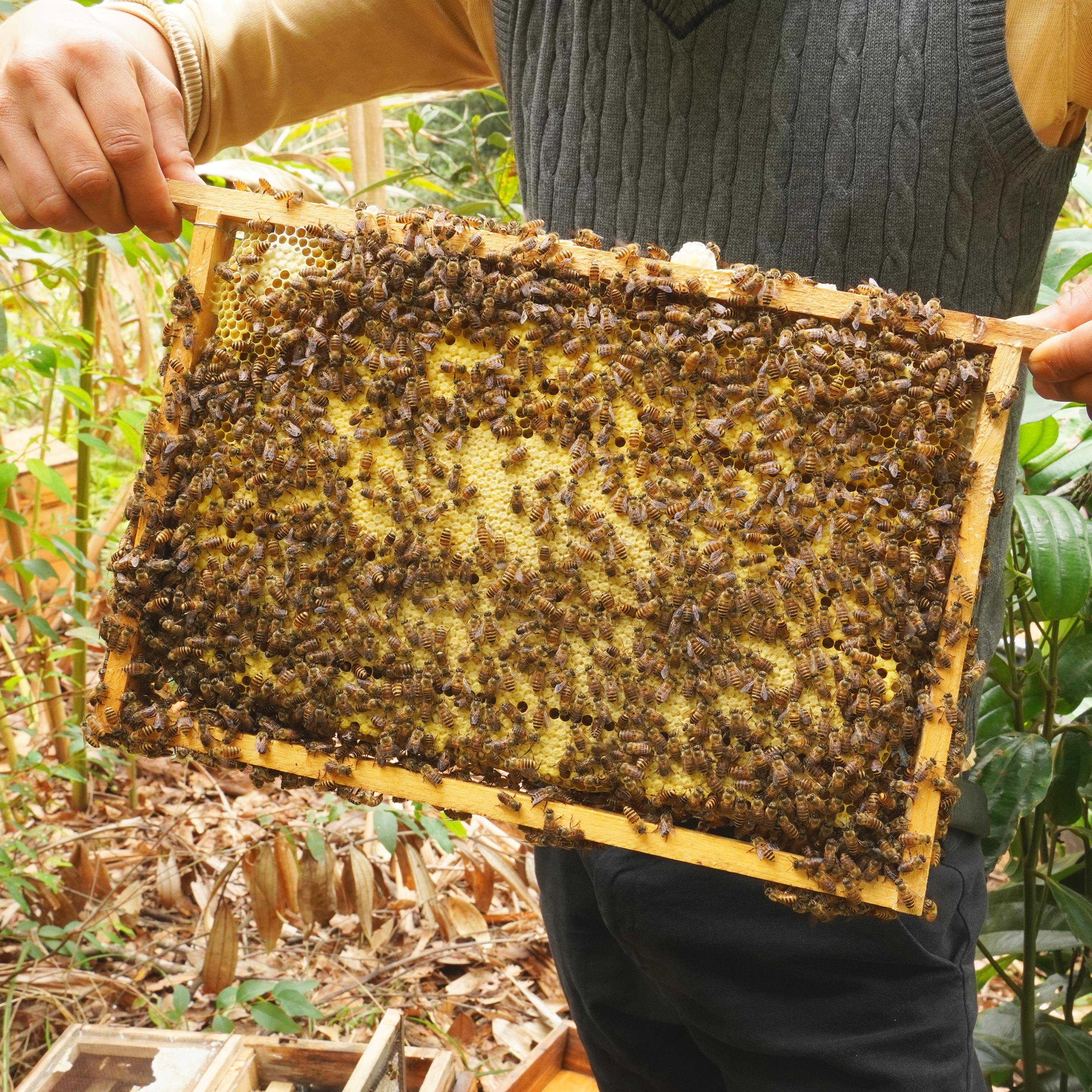 商品图片侨乡中蜂养殖场位于广西省玉林市,一起提供1
