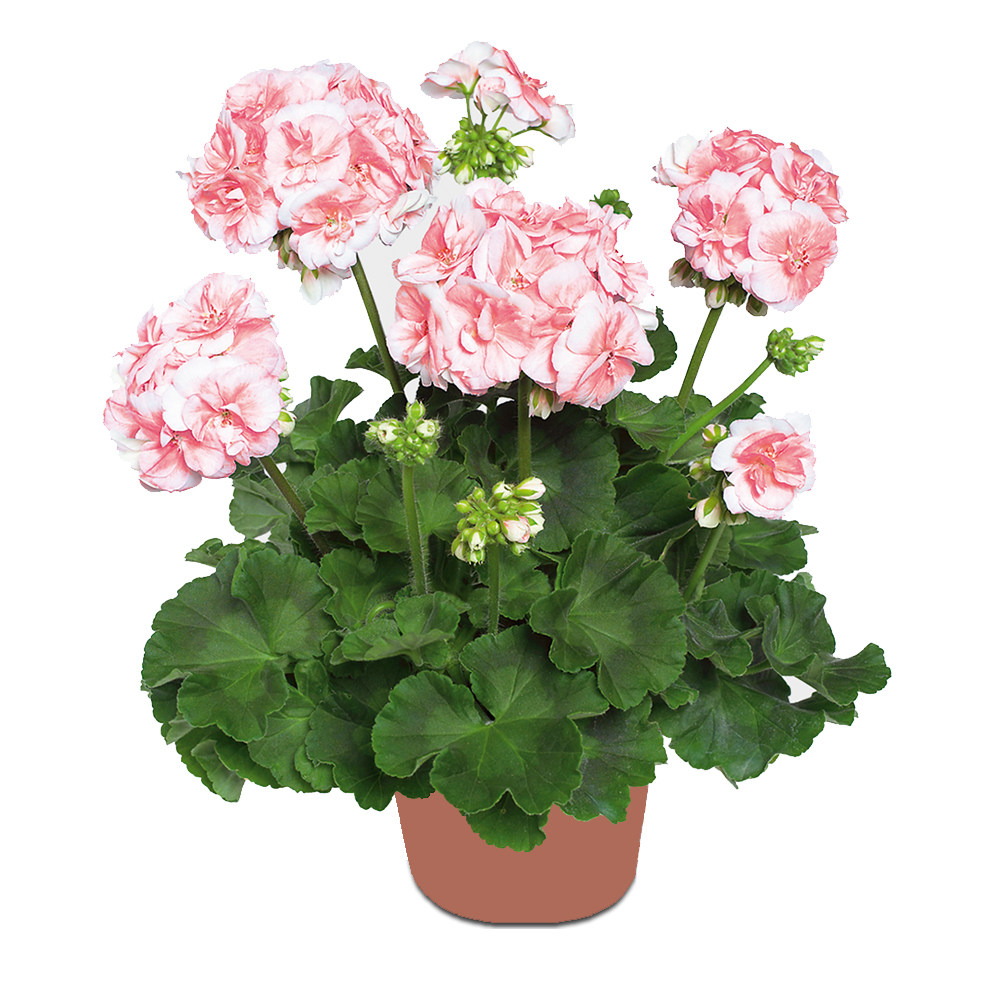 直立天竺葵花花苗公主国王皇后多年生草本四季花卉花卉